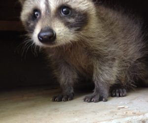 Raccoon