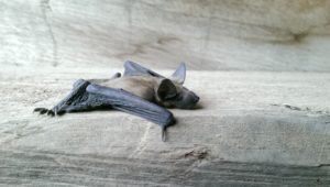 Bat removal in Essex County, NJ