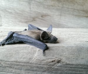 Baby Bat