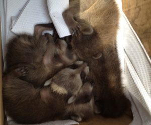 Baby Raccoons