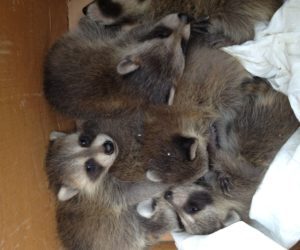 Baby Raccoons in Box