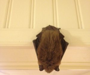 Hanging Bat