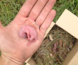 Newborn Squirrel