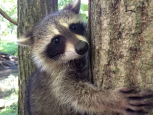 Raccoon removal in South Orange County, NJ