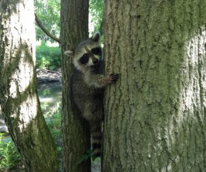 Raccoon on Tree