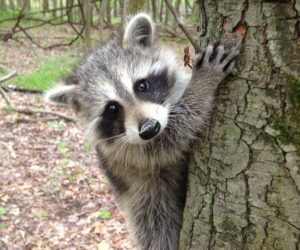 Raccoon on Tree