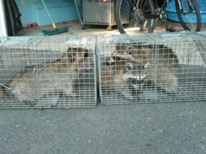 Wildlife trapping in Hudson County, NJ