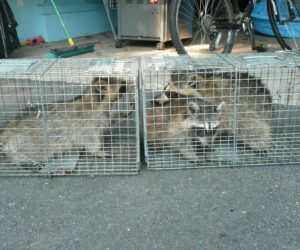 Raccoons