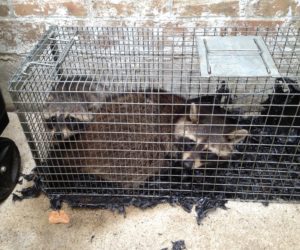 Raccoons in Cage