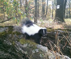 Skunk