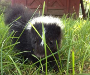 Skunk in Grass