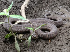 Wildlife removal in Essex County, NJ