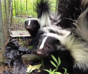 Two Skunks