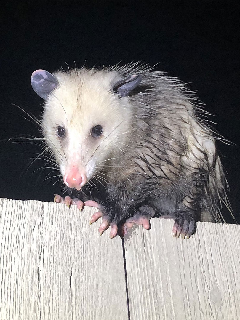 Opossums